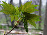 Sycamore maple flower cluster and young leaves