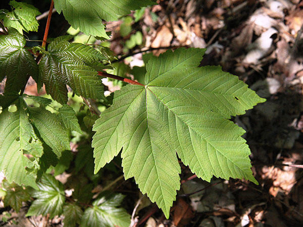 Sycamore maple leaves