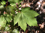 Sycamore maple leaves