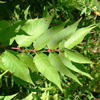 tree of heaven leaves