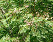 Tree-of-heaven branches and seeds