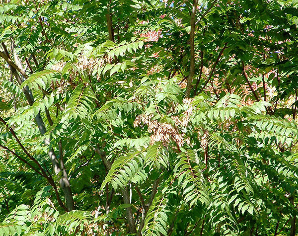 Tree-of-heaven branches and seeds