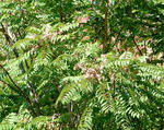 Tree-of-heaven branches and seeds