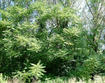 Tree-of-heaven invasion along an urban stream