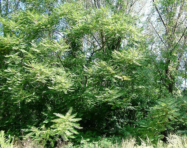 Tree-of-heaven invasion along an urban stream