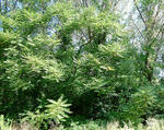 Tree-of-heaven invasion along an urban stream