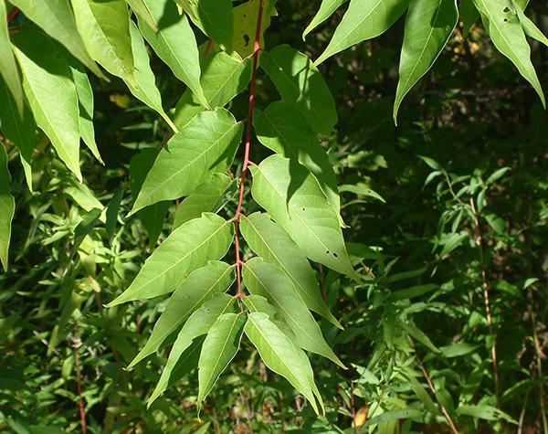 Tree-of-heaven leaves
