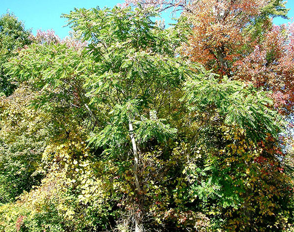 Tree-of-heaven mature form