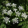 wild chervil