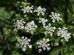 Wild chervil infloresence