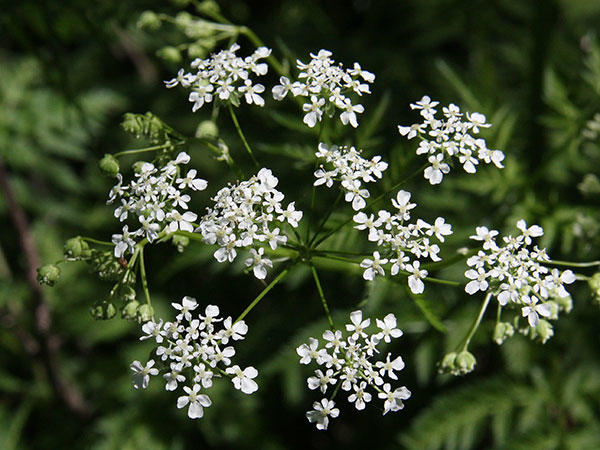 Wild chervil infloresence