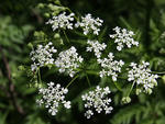 Wild chervil infloresence