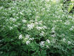 Wild chervil invasion