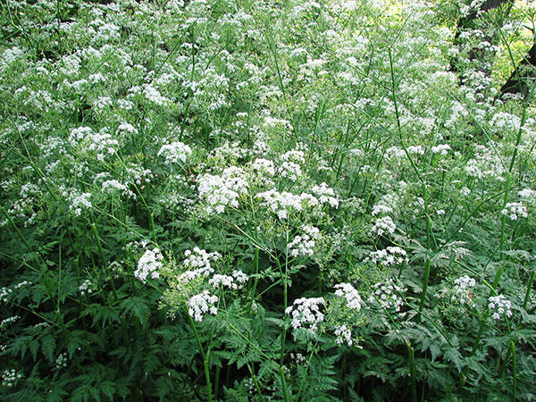 Wild chervil invasion