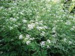 Wild chervil invasion