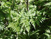 Wild chervil leaves and stem