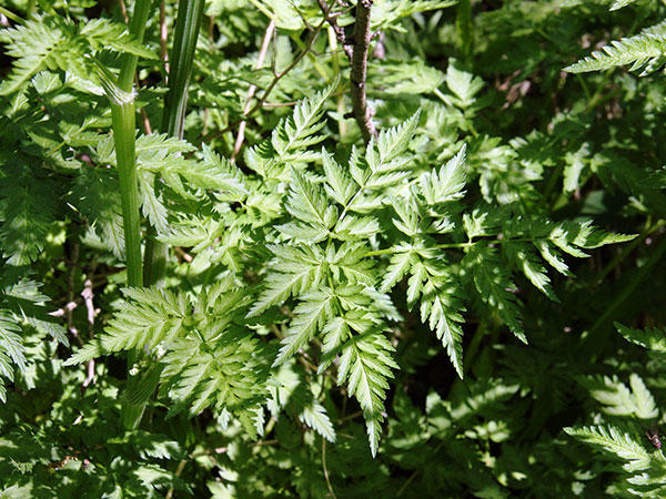 Wild chervil leaves and stem
