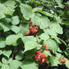 wineberry © Leslie J. Merhoff