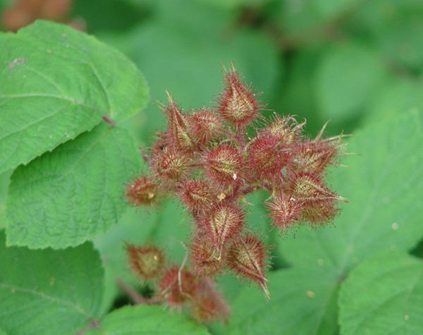 Wineberry flower 