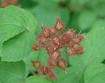 Wineberry flower 
