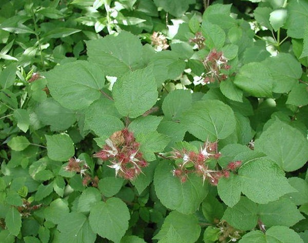 Wineberry plant © Leslie J. Mehrhoff, University of Connecticut, Bugwood.org