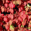winged euonymus