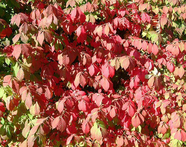 Winged euonymus fall color when planted as a landscape shrub