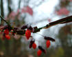 Winged euonymus fruit and winged stem
