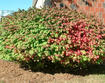 Winged euonymus planted as a landscape shrub
