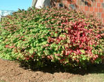 Winged euonymus planted as a landscape shrub
