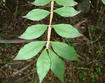 Winged euonymus winged stem and leaves