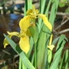 yellow iris