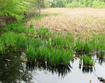Yellow iris invasion in a marsh
