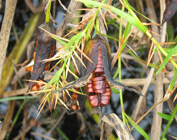 Yellow iris seed pod and seeds