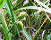 Yellow iris seed pods