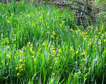 Yellow iris stand