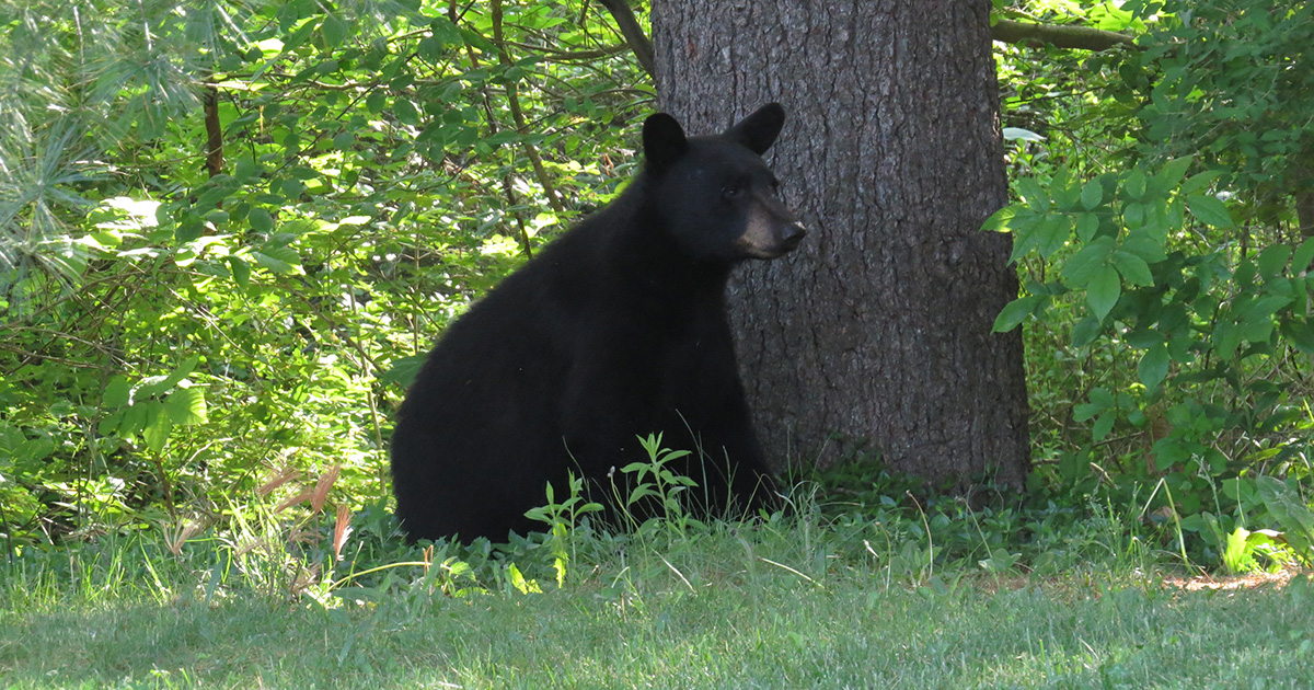 About Black Bears