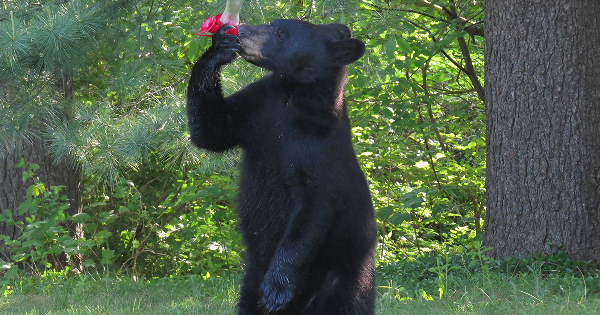Black Bear Situations Solutions