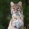 Bobcats