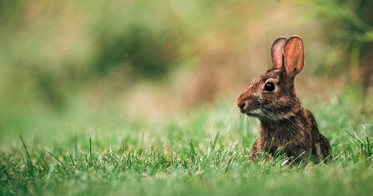 about cottontail rabbits