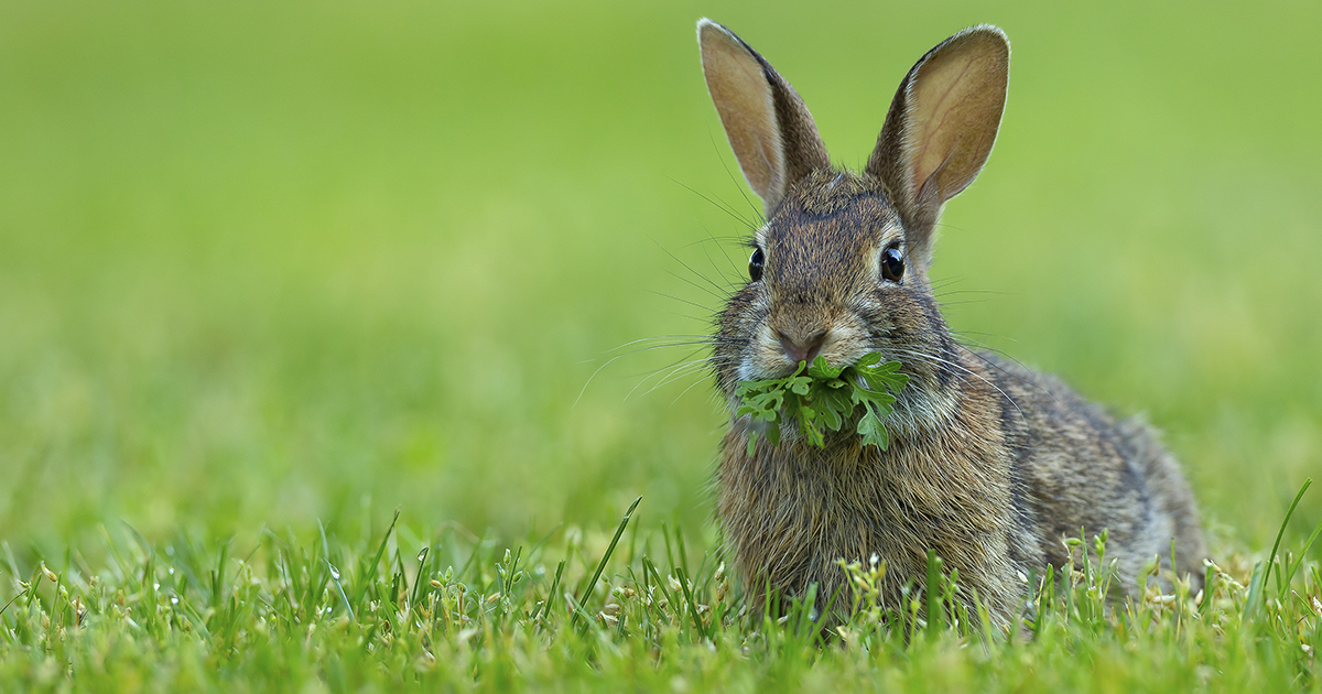 cottontail rabbit situations solutions
