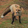 fox © Richard Stowe
