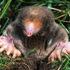 eastern mole © Kenneth Catania, Vanderbuilt University
