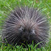Porcupine © Kim McNeil
