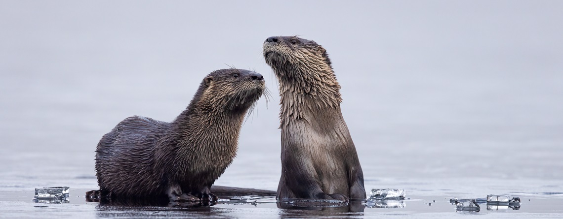 North American River Otter © Jason Gilbody