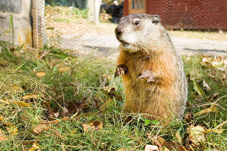 woodchucks-groundhogs.jpg