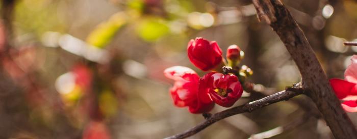 Red blooming buds on a tree branch