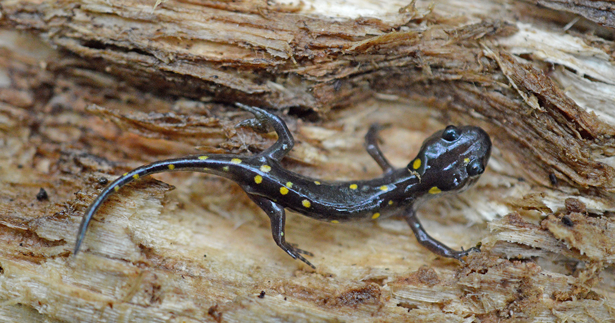 life cycle of a salamander