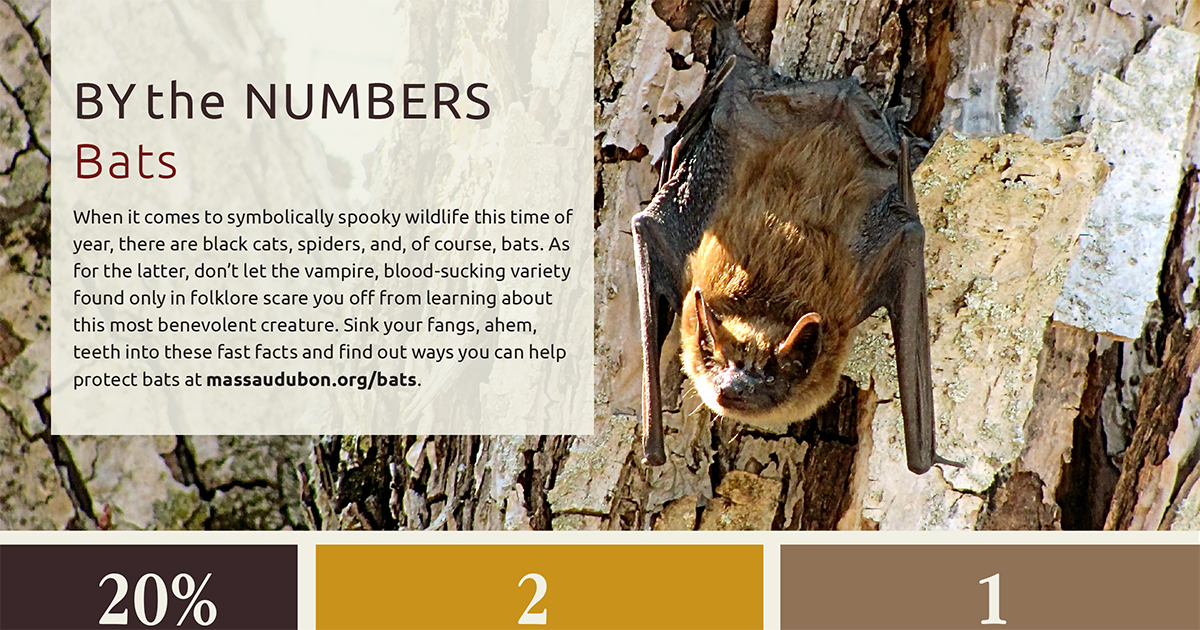 By the Numbers—Bats