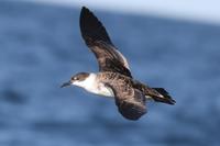 Great Shearwater © Peter Flood